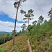 Einer der wenigen, die nicht im Wald verlaufen.