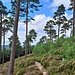 Bald geht's wieder in den Wald...