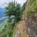 Felsenweg über Biasca, mit Stahlseil als Sicherung
