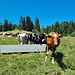 Tolle Geschöpfe: Kuh -> Milch -> Käse :-)