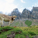 Eine der vielen Kühe auf der Alp.