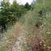 Blumenweg