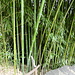 il Canneto di bambù