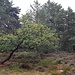 Bleauwald 1