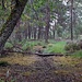 Bleauwald 2