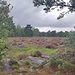 Bleauwald 3