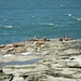 The sea lion colony at km 9