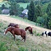 Pferde weiden in Brandenberg