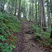 Steiler Aufstieg im Wald