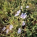 Cichorium spinosus L.<br />Asteraceae<br /><br />Cicoria spinosa