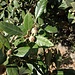 Quercus ilex L.<br />Fagacea<br /><br />Leccio<br />Chêne vert, Yeuse<br />Steineiche