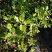 Quercus ilex L.<br />Fagaceae<br /><br />Quercia <br />Chêne vert, Yeuse<br />Steineiche