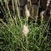 Bothriochloa barbinodis (Lag.) Herter<br />Poaceae<br /><br />Barberino zuccherino