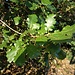 Quercus pubescens Willd.<br />Fagaceae <br /><br />Roverella, Quecia bianca<br />Chêne pubescent, Chêne blanc<br />Flaum-Eiche