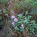 Malva sylvestris L.<br />Malvaceae<br /><br />Malva moscata<br />Mauve sylvestre<br />Mauretanische Malve