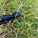 Una salamandra tutta nera (salamandra atra)