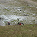 Giordano e Giorgio superano un breve risalto roccioso sotto la cima del Tallihorn.