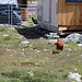 Hinter der Bordierhütte werden einige Hühner gehalten. 
