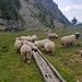 Oder auch Schafen in der Alpja, die an diesem Tag Kraftfutter bekommen hatten. 