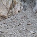 Erstaunlicherweise zog das Rudel der Steingeissen in unsere Nähe, unterhalb der eindrücklichen Polaschin-Nord-Wand 