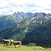 Ein typisches Bild im Allgäu: Kühe vor den Allgäuer Felsbergen