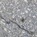 Spinne auf der Fahrstraße zur Auenhütte