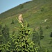 Un falco, credo un esemplare di Grillaio femmina