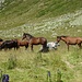 Pferde auf Curciusa Alta