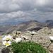 Es gab auch Bergblumen auf 3100 m ü. M.!