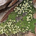 Moos-Steinbrech (Saxifraga bryoides)