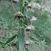 Stendelwurzorchidee