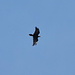 Ein Kolker (Corvus corax) über uns.