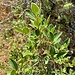 Rhamnus alaternus L.<br />Rhamnaceae<br /><br />Alaterno<br />Nerprun alaterne<br />Stechpalmen-Kreuzdorn