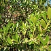 Phyllirea latifolia<br />Oleaceae<br /><br />Ilatro<br />Filaire à large feuille<br />Breitblättrige Steinlinde
