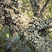 Molti alberi sono quasi completamente ricoperti da licheni.