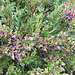 Viele Blaubeeren gibt's