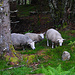 Es regnet, die Schafe suchen Schutz unter Bäumen