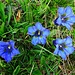 auch die edlen blauen Alpenblumen treten auf