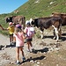 Die Rinder passierten die Kinder mit Respekt