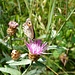 Grosses Ochsenauge auf einer Bergflockenblume