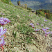 Mund ist neben Oberstammheim der einzige Ort in der Schweiz, wo Safran angebaut wird. Das Bild zeigt die Pflanze in voller Blüte, das Bild habe ich von einer Informationstafel auf dem Safran-Erlebnisweg abfotografiert. Der Safrankrokos blüht nur für wenige Tage je <br />nach Witterung im späten September bis November.