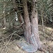 eindrückliche Baum- und Wurzelformation