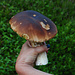 Schöner Steinpilz