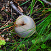 Transparente Schnecke
