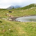 Pascolo sotto la Bocchetta di Gattascosa, versante svizzero.