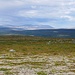Blick über das Stabbursdalen, dahinter über 1000 m hohe Berge