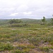 erster Wald vor dem Navggastatjohka