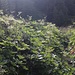 Viele Hochstauden säumten zeitweise den Steig; hier die Meisterwurz (Peucedanum ostruthium)