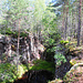 Klippen im Wald
