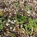 Gibt's hier in großer Zahl: der Zwerg-Augentrost (Euphrasia minima)